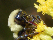 The essential foraging of the bumblebee