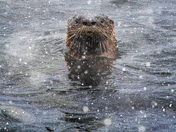 Otter In The Flurry
