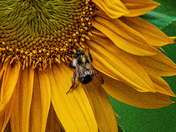 Pollen Prospector
