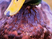 Jewel Toned