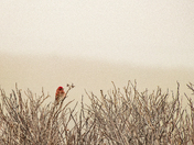 A Note Of Red