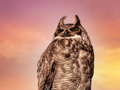 Dusk's Quiet Wisdom