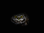 Eyes In The Dark