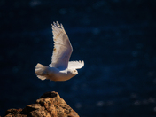 Spirit Of The Sea Cliff