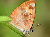 Polyommatus icarus butterfly