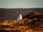 A Speck Of Winter