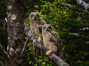 The Watchful Pair