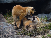 Sibling Fun