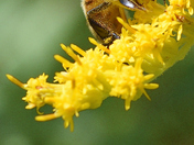 close-up view of the elusive Bee