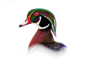The Wood Duck Crown