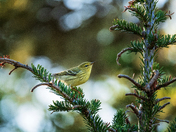 Evergreen Morning