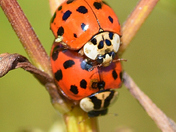 the breeding season in insects