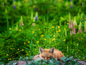 The Flower Bed