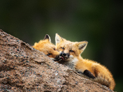 The Nuzzle