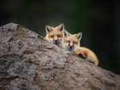 Ridge Watchers