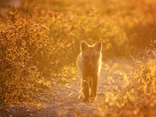 Path Of Gold
