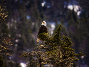 The High Watch