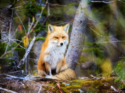 Forest Sentinel