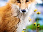 Amber Gaze