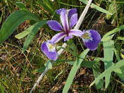 The Blue Flag Iris (Iris versicolor) 