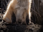Fox Kit