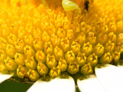 Phymata americana, known as the ambush bug