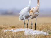 Whooping crane 