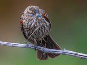 One legged Red-winged Blackbird