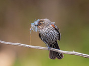 One legged Red-winged Blackbird
