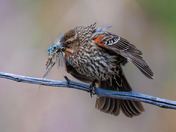 One legged Red-winged Blackbird
