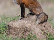 Fox on the Mound