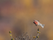 House Finch with a dreamy spring background