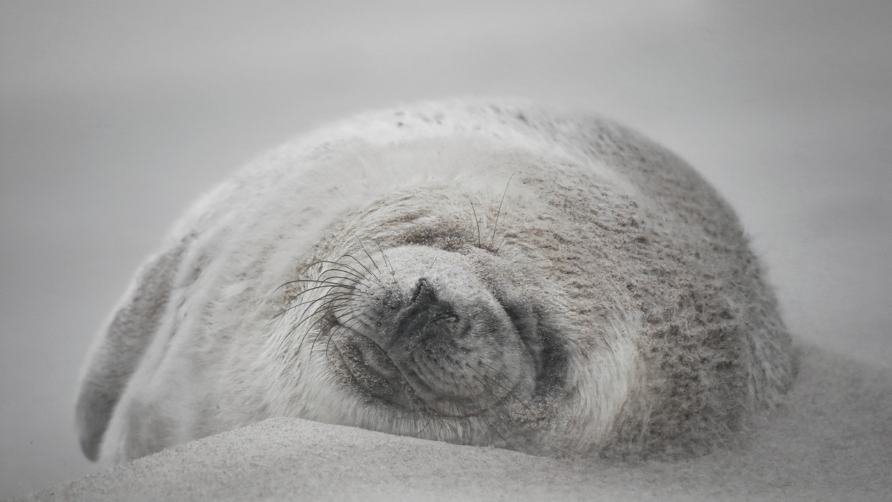 Sleeping Through a Sandstorm