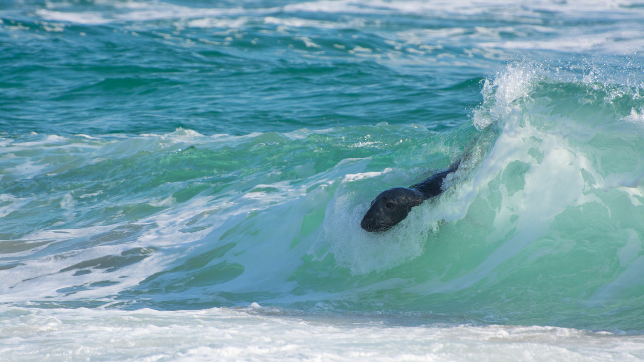 Riding the Wave