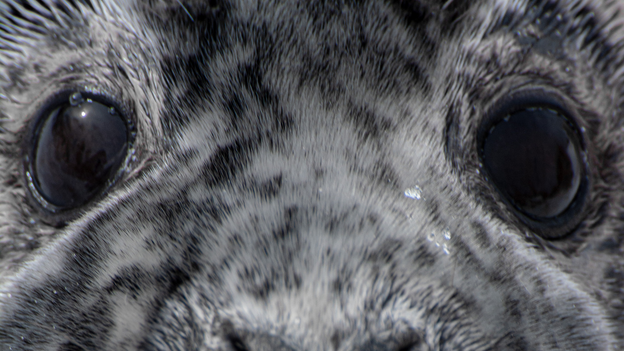 Windows to the Soul
