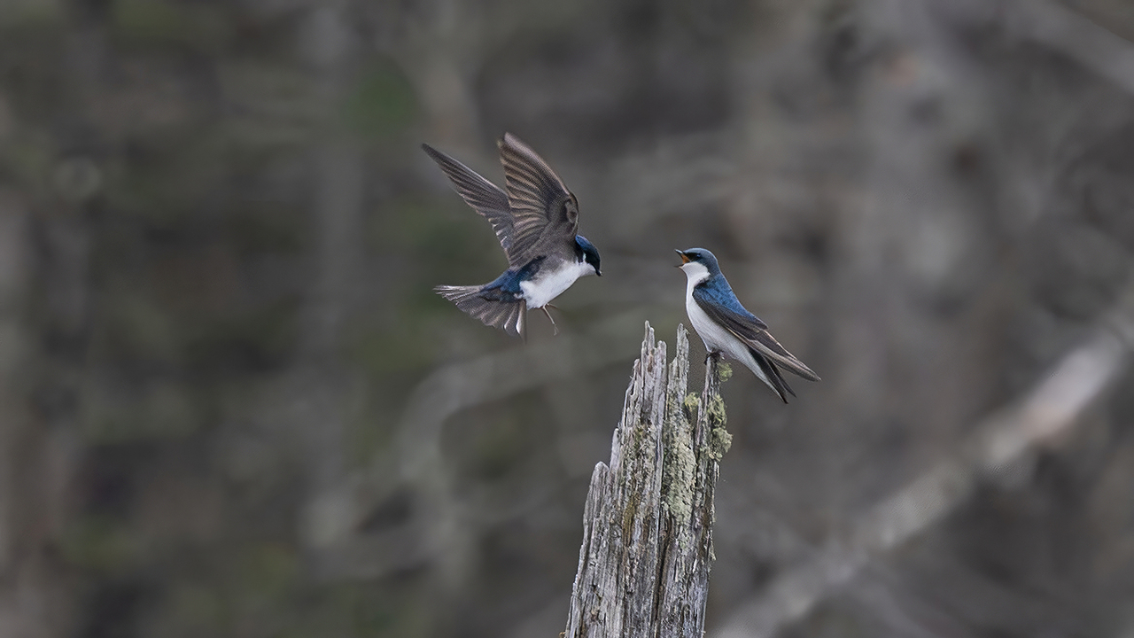 Aerial ballet