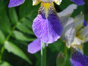 Iris Versicolor, also known as the blue flag iris
