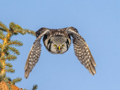 I see you!!!
