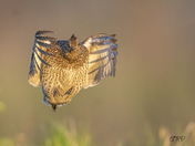 I can fly! 