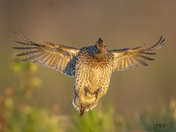 Free as a bird!