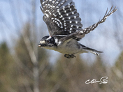 Hairy woodpecker