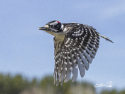 Hairy woodpecker