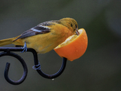 Baltimore Oriole Female