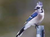 Windy Blue Jay