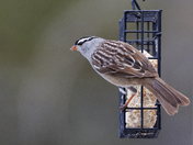 White-crowned Sparrow