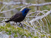 Common Grackle Female