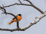 Baltimore Oriole Male Branching Out