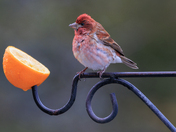 Purple Finch Male