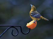 Female Baltimore Oriole Calling Her Mate