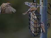 Feeder Fracas with Chipping Sparrows